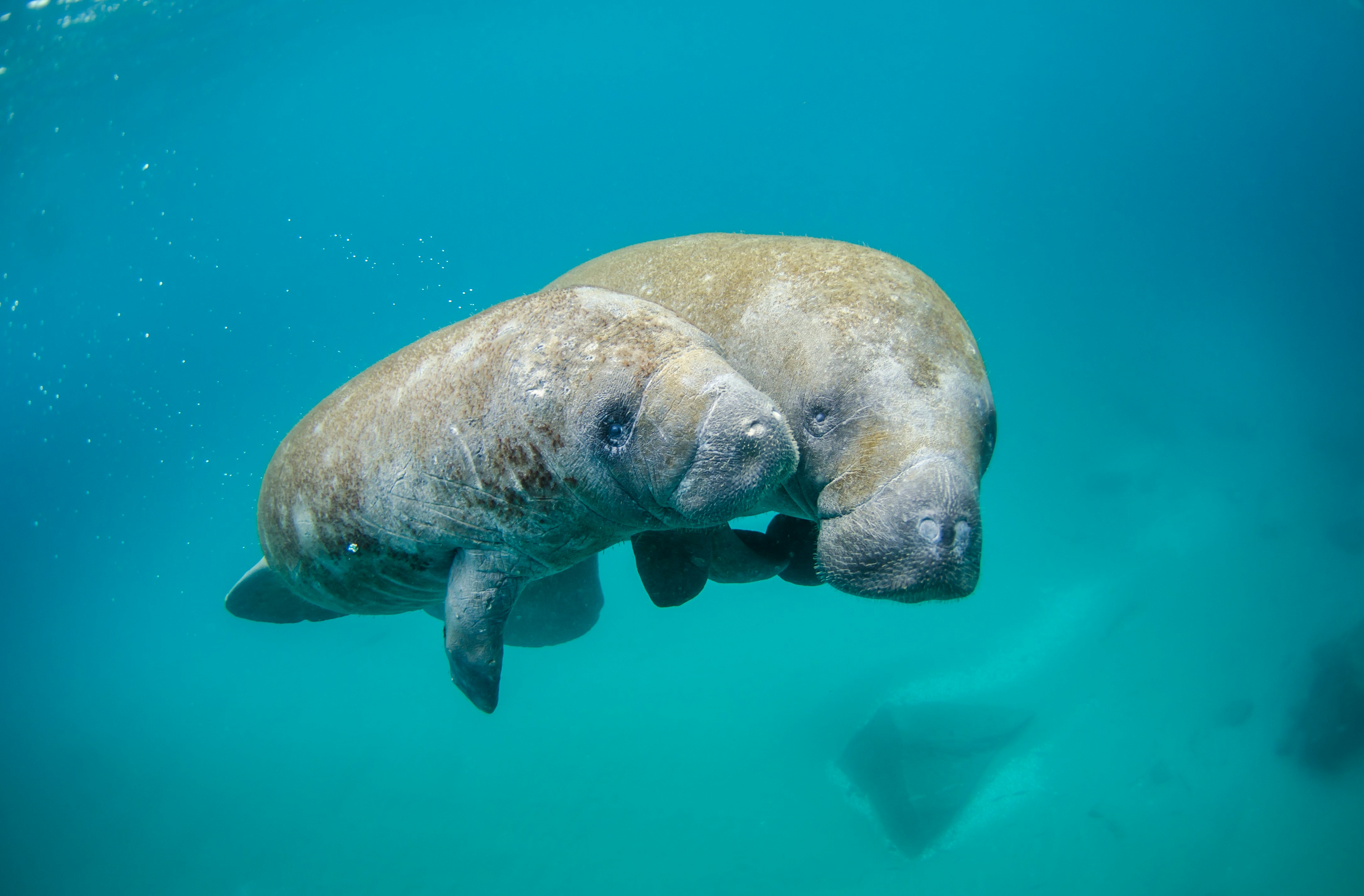 Manatee Image Here